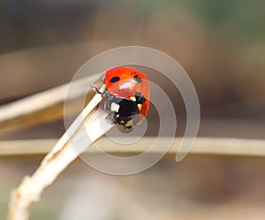 Lady bug. Macro closeup