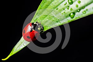 Lady bug photo