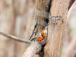Lady bug making love