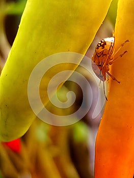 Lady bug prech on chilli