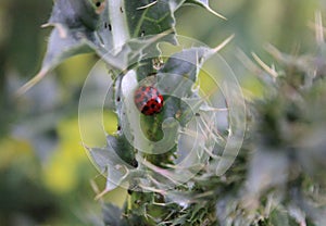 Lady bug on prickly green leaf