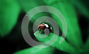 a lady bug sit on a green leaf