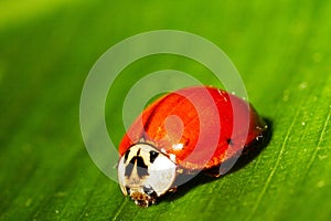 Lady bug 2