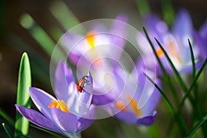 Lady bug on spring Crocus flowers, macro image with small depth of field