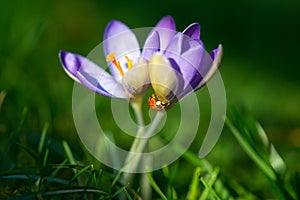 Lady bug on spring Crocus flowers, macro image with small depth of field