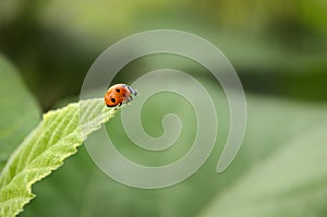 Lady Bug taking a leap