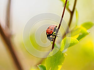 Lady bug on a tree branch macro shot
