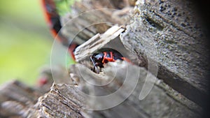 Lady bug in tree, macro photo in Bulgaria