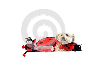 Lady Bug for Valentines Day