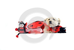 Lady Bug for Valentines Day