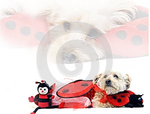 Lady Bug for Valentines Day