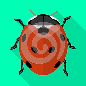 Lady bug vector icon.Flat vector icon isolated on white background lady bug.