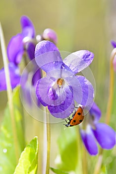 Lady Bug on Viola Odorata Bloom