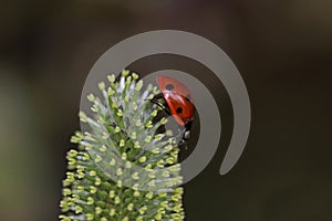 Lady bug on walk