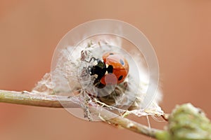 Lady Bug walking on a flower stem