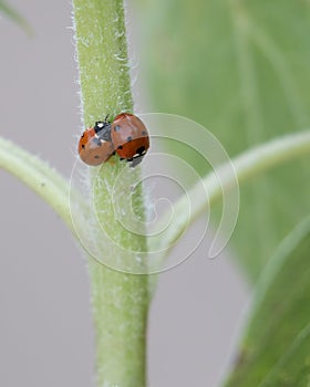 Lady Bugs