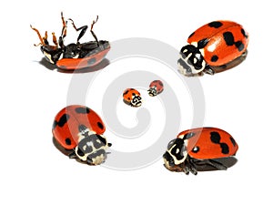 Lady beetle collage