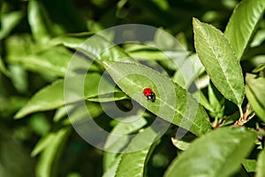 A Lady Bug crawls along a fruit tree leaf searching for food. photo