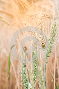 Lady bugs with wheat rice, Sunset