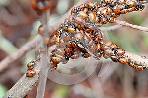 Lady bugs wintering state park in California