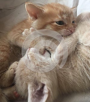 A lady-cat feeds the little kittens