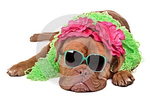 Lady dog wearing glasses and boa