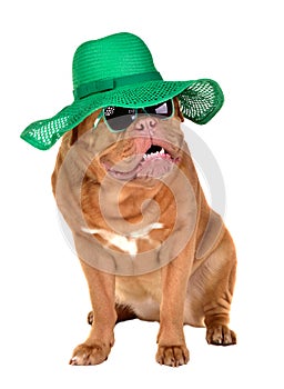 Lady dog wearing straw hat and sun glasses photo