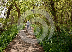 Lady with dogs on path in Bluebells