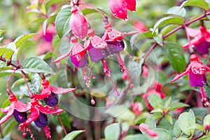 Lady eardrop flower with dew