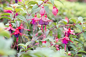 Lady eardrop flower with dew