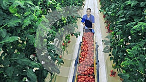 Lady farmer is transporting a trolley filled with tomato boxes. Agriculture industry concept.