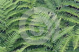 Lady fern (Athyrium brevifrons) photo