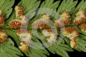 Lady Fern Athyrium filix-femina. Indusiate Sori Closeup photo