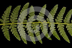 Lady Fern Athyrium filix-femina. Pinna Detail Closeup