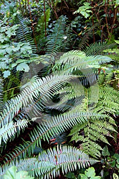 Lady fern ( Athyrium filix-femina ) and Sword fern ( Polystichum photo