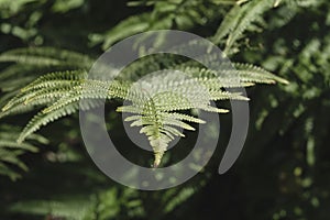 Lady fern green fronds close up photo