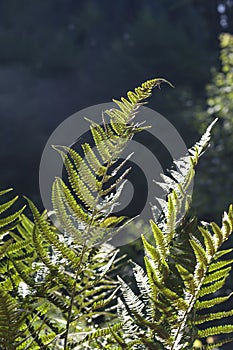 Lady fern green fronds detail photo