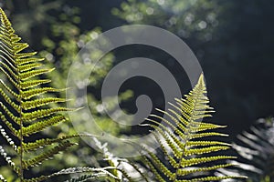 Lady fern leaves with seeds photo