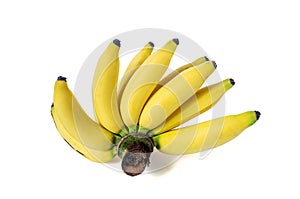 Lady FInger Banana. photo