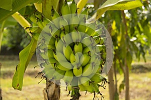 Lady Finger bananas photo