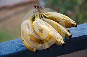 Lady Finger bananas photo