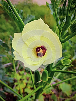 Lady finger flowers, veg plants, origanic food, vegitable flowers