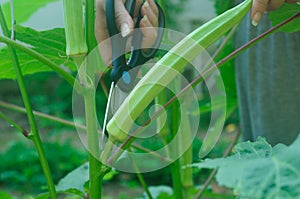Lady finger plant by farmer