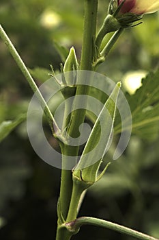 Lady Fingers or Okra vegetable on plant in farm in India