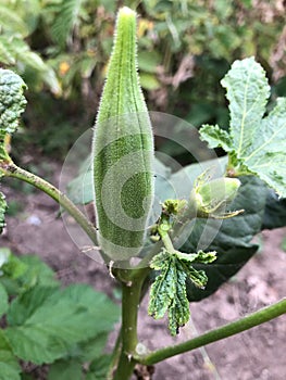 Lady Fingers or Okra vegetable on plant in farm