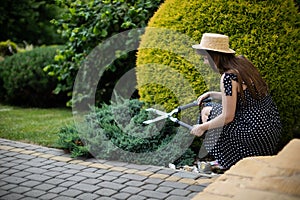 A lady gardener trims a Blue Chip Juniperus horizontalis creeping juniper. photo