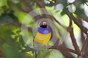 Lady Gouldian Finch