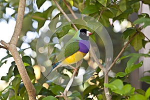 Lady Gouldian finch