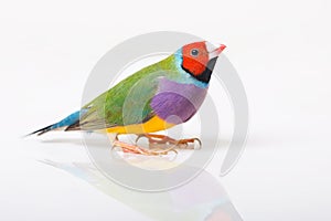 Lady Gouldian Finch