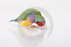 Lady Gouldian Finch